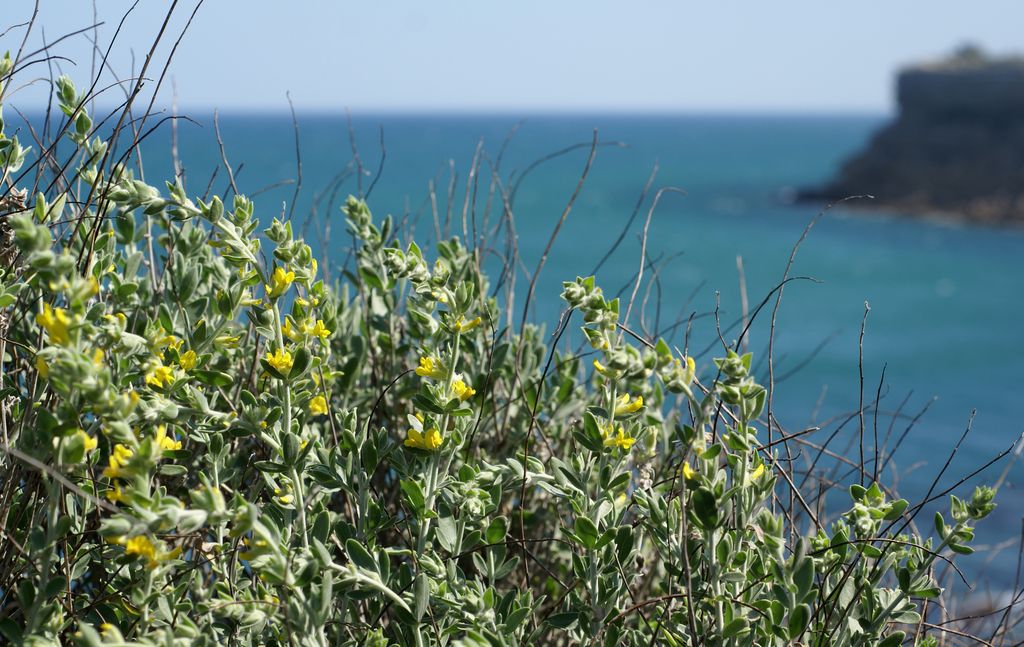 Cap des Frères, Leucate (D. Barreau)