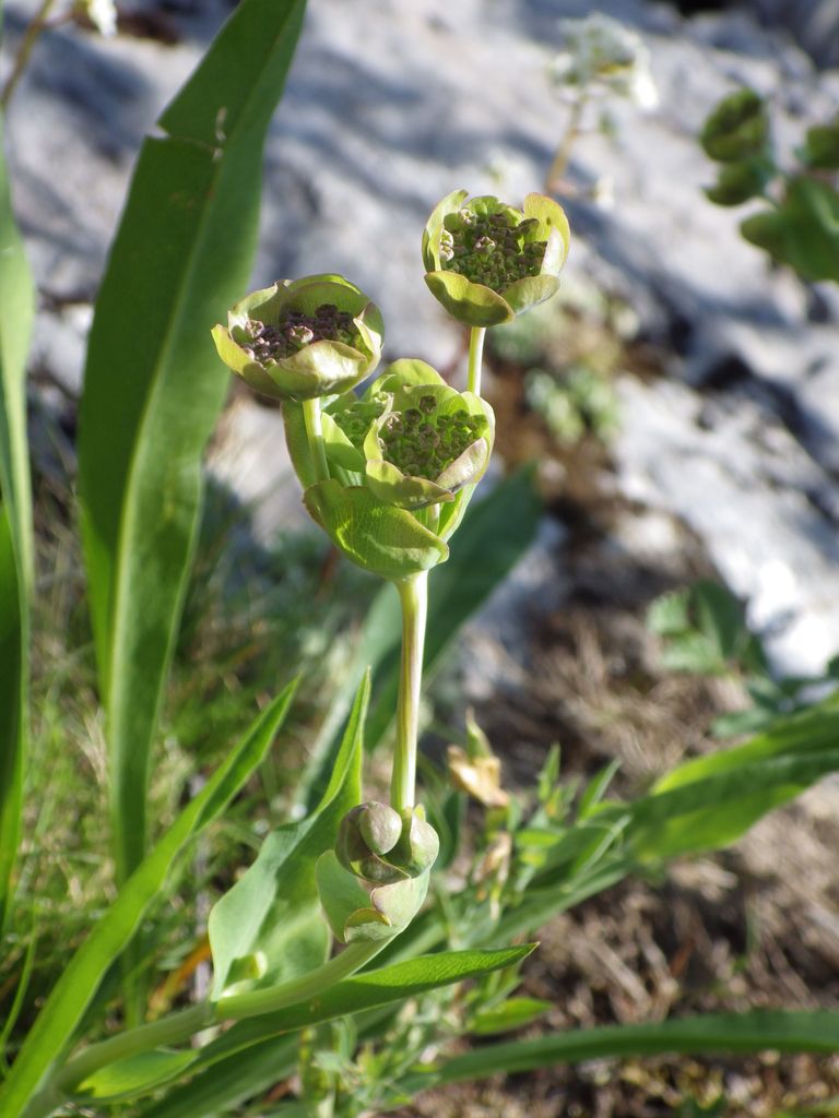 Le Pas de l'Ours, Comus (E. Thys)