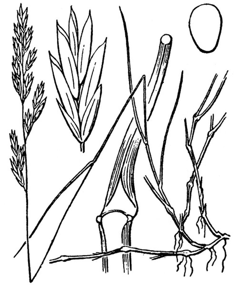 Flore de France de l'abbé H. Coste, 1900-1906
