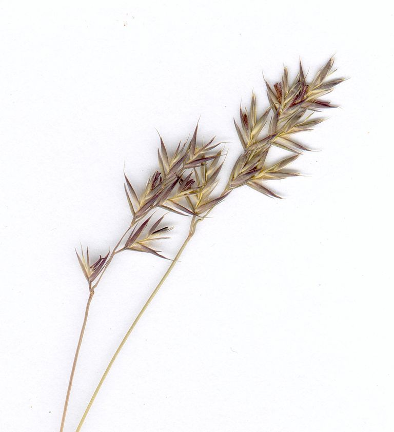 Portella d'Orlu, Fontrabiouse, 66 (Herbier J. Molina)