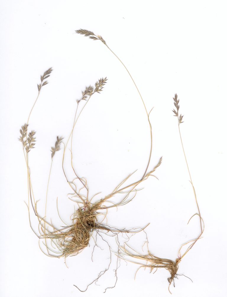 Portella d'Orlu, Fontrabiouse, 66 (Herbier J. Molina)